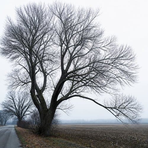 Bare Trees by Psalmix