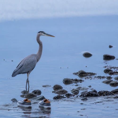 Barefoot Down to the Water by Psalmix