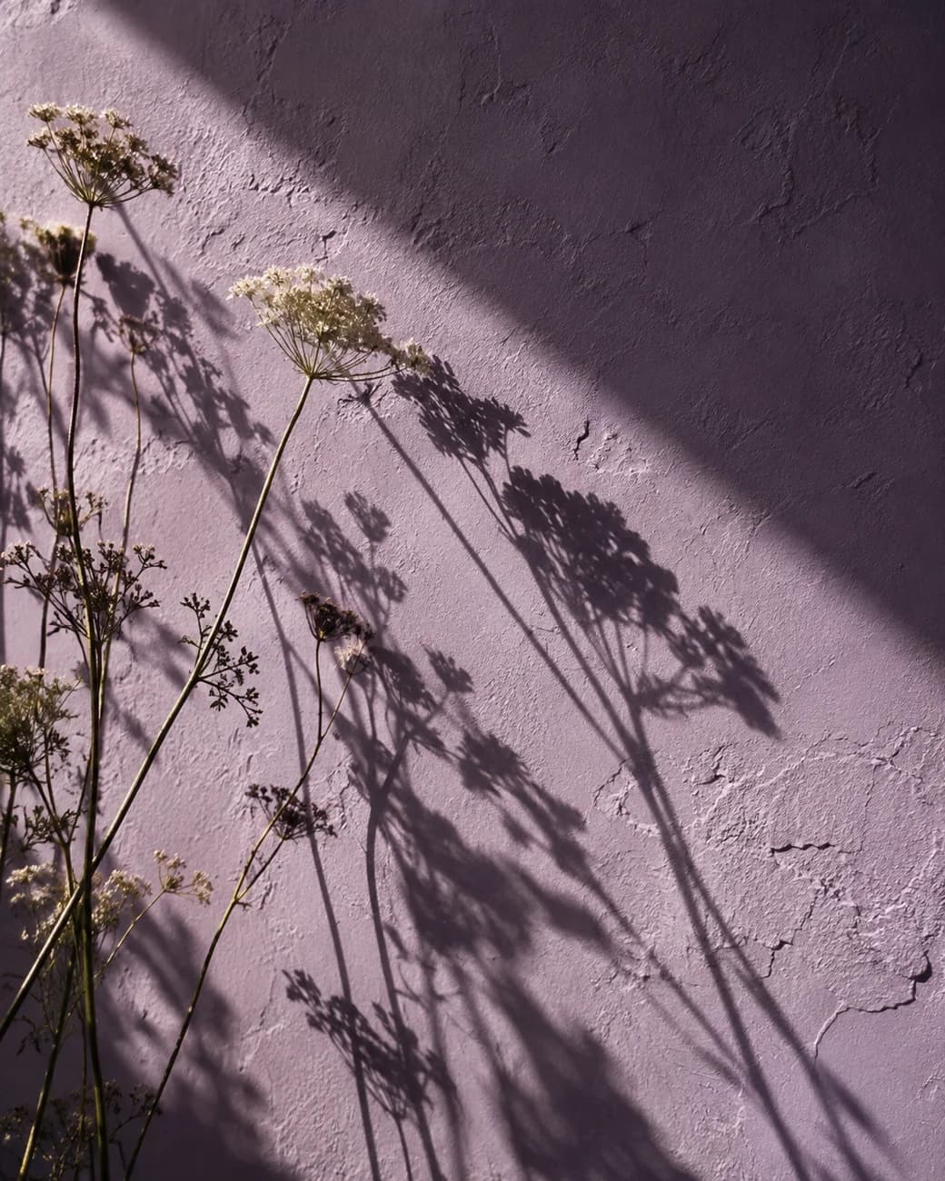 Wildflower shadows on a lavender wall